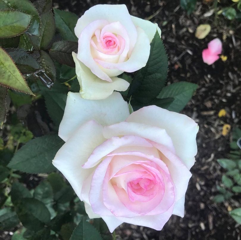 Rosemount Cemetary Roses in Bloom
