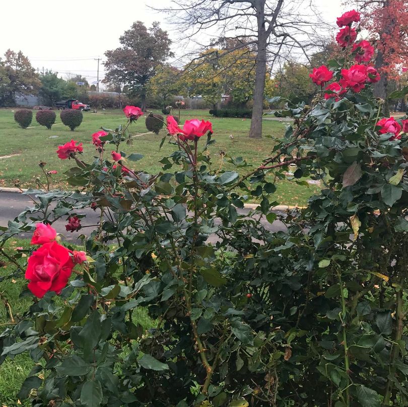 Rosemount Memorial Park Roses