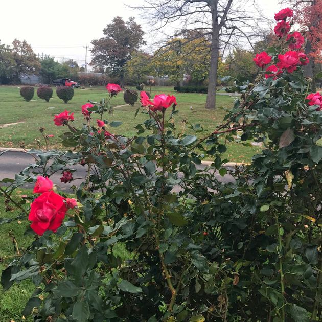 Rose Bushes Rosemount Memorial Park Cemetery